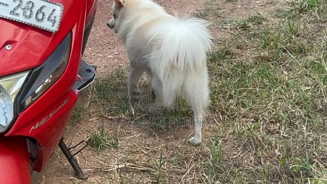Long Coat Pomeranian Puppies