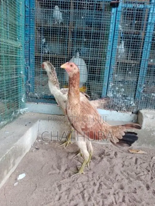 Rooster