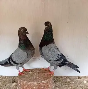 Pigeons