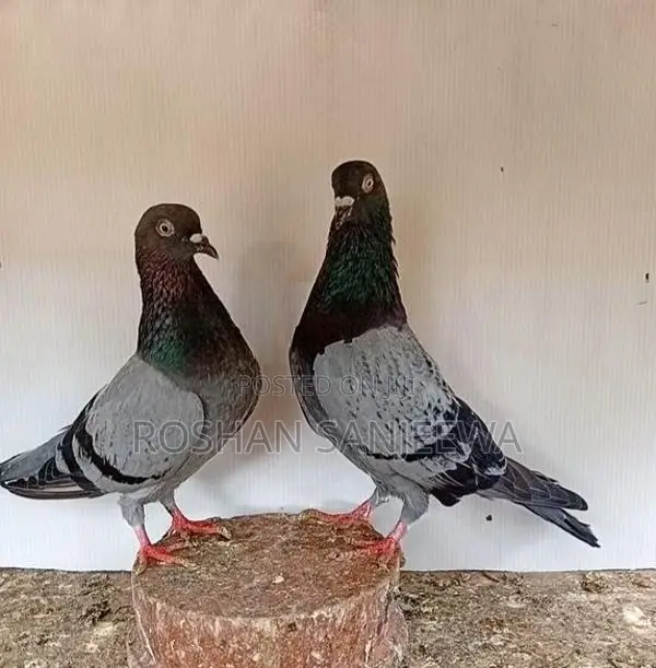 Pigeons