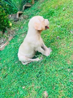 Labrador Puppy