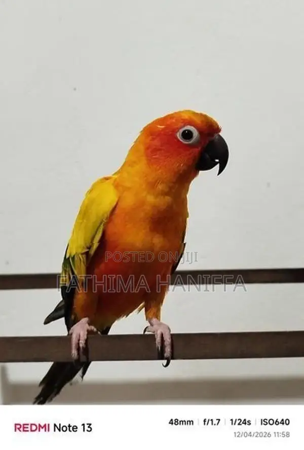 Sunconure Birds