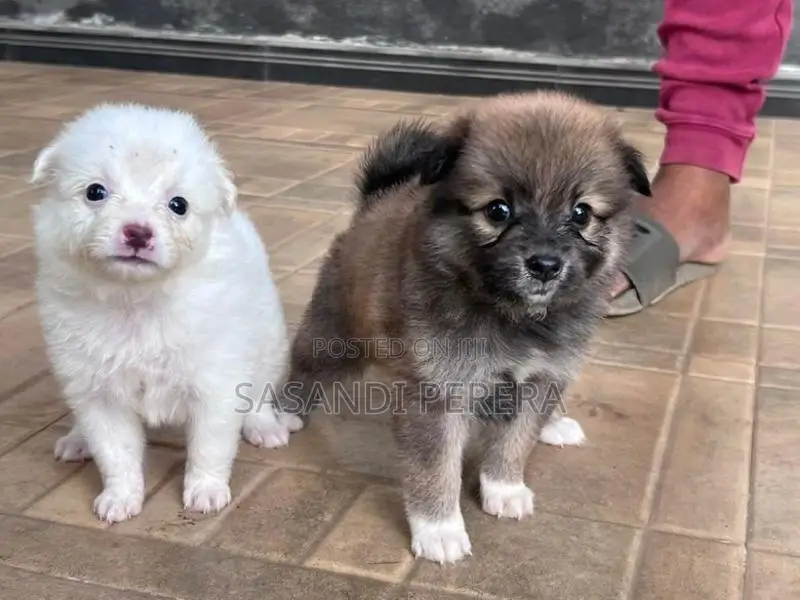 Long Coat Pomeranian Puppies