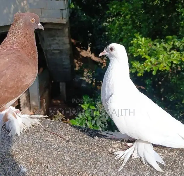 Chinese Boot Pigeon