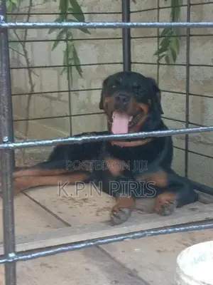 Rottweiler
