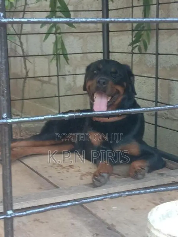 Rottweiler