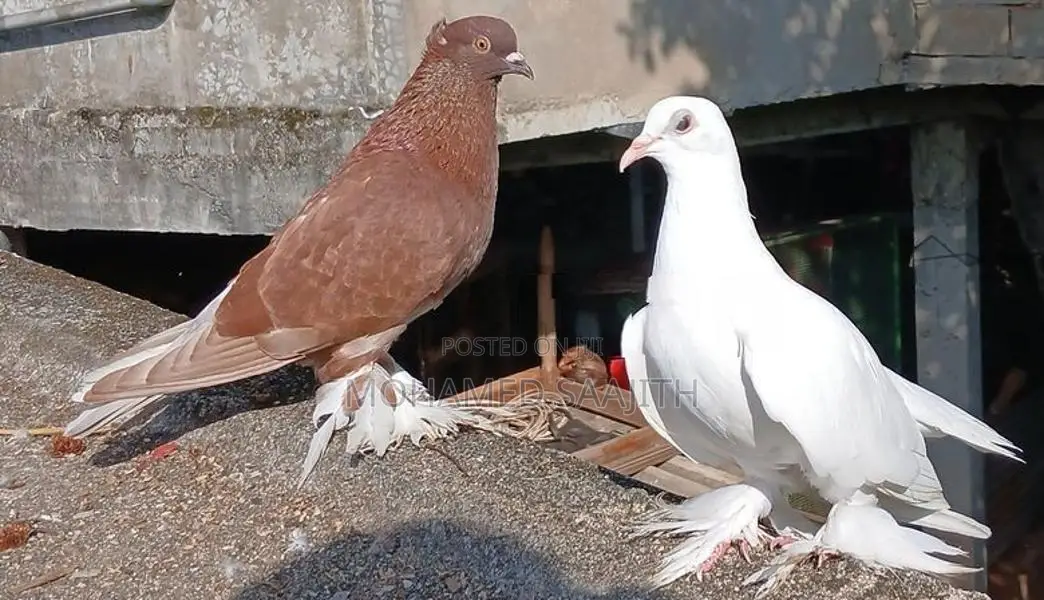 Chinese Boot Pigeon