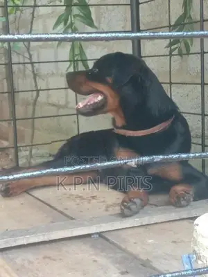 Rottweiler