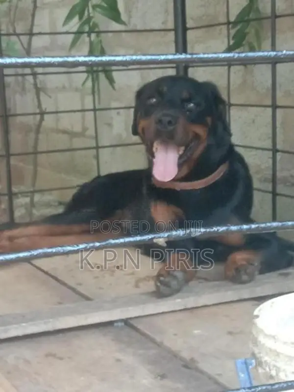 Rottweiler