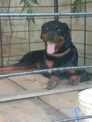 Rottweiler