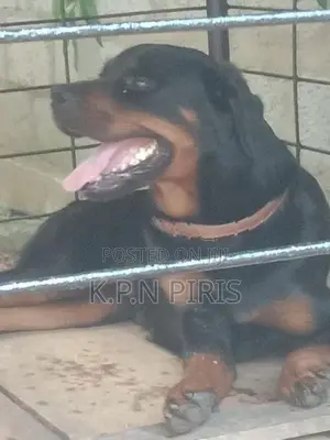 Rottweiler