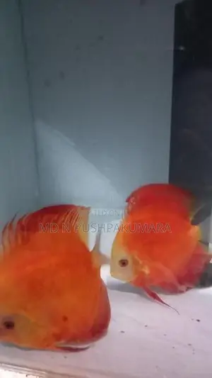 Red Melon Discus Breeding Pair