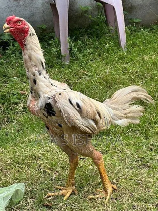 Rooster