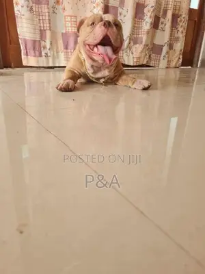 American Bully Puppy