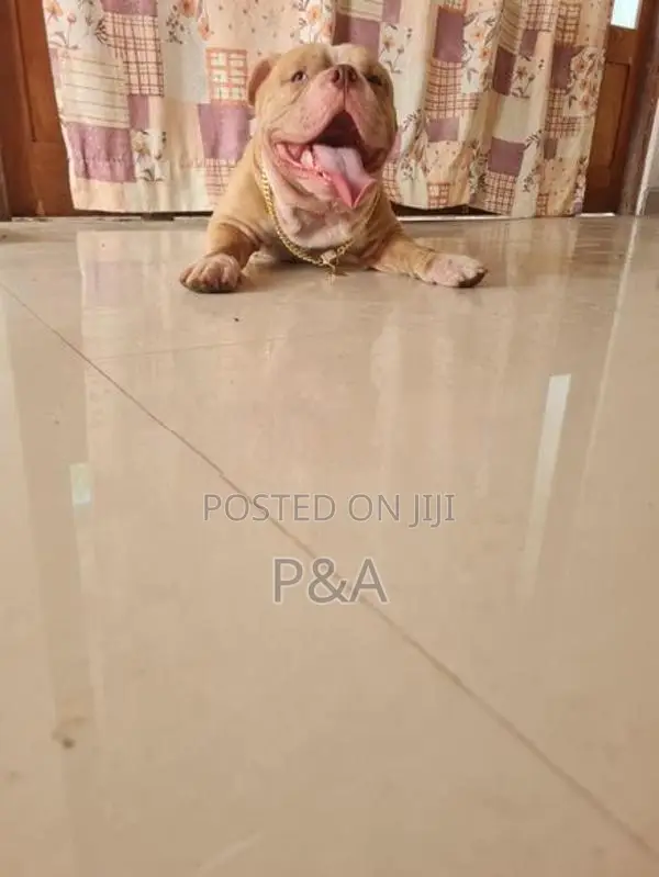 American Bully Puppy