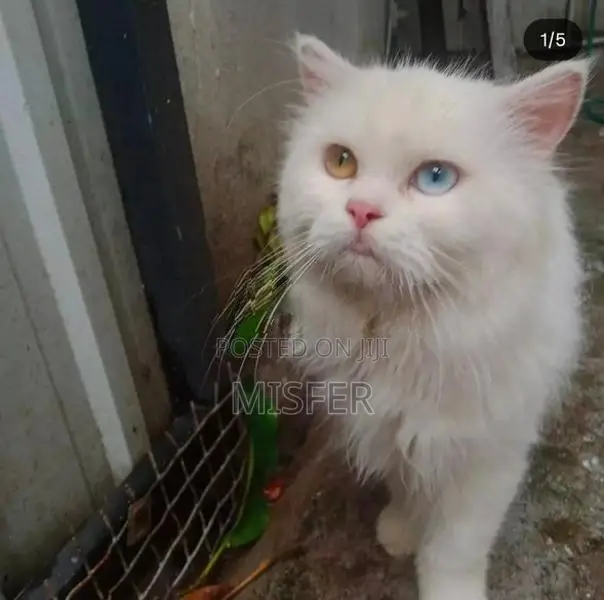 Odd Eye Persian Cat