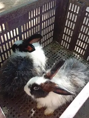 Angora හාවන්