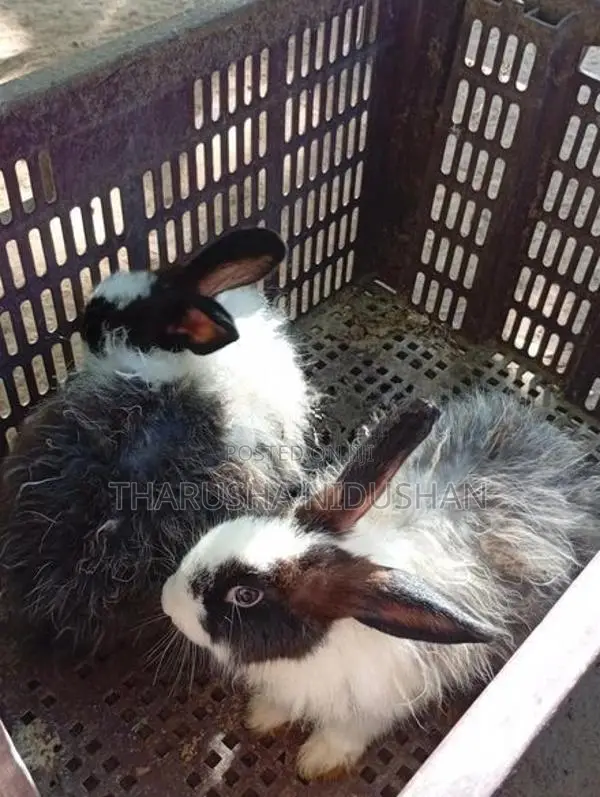 Angora හාවන්