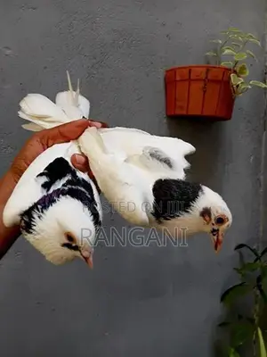 Pigeons
