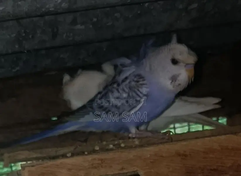 Love Birds