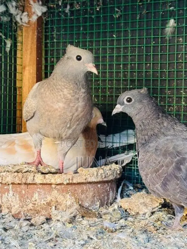 Balance belty pigeons