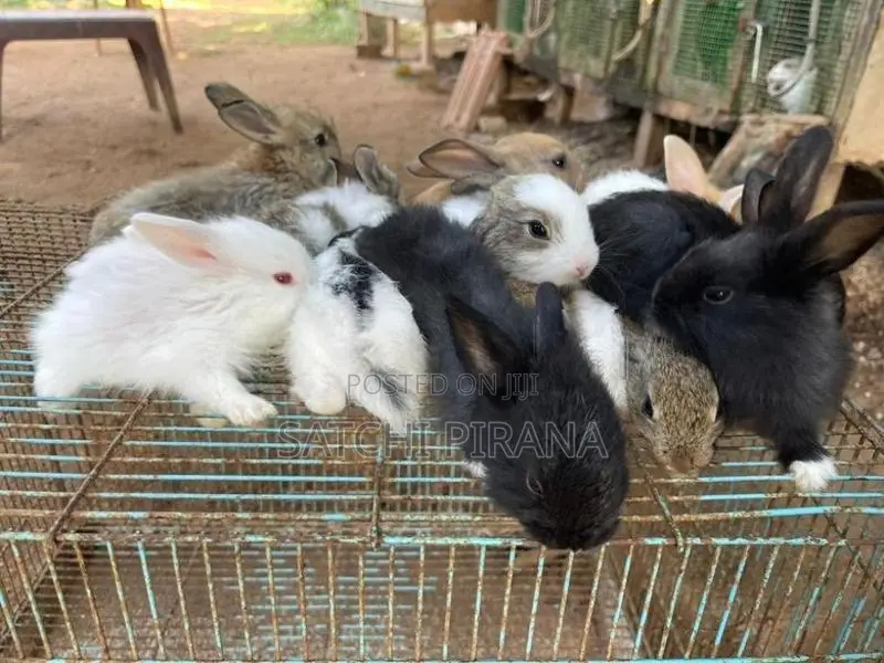 Rabbits