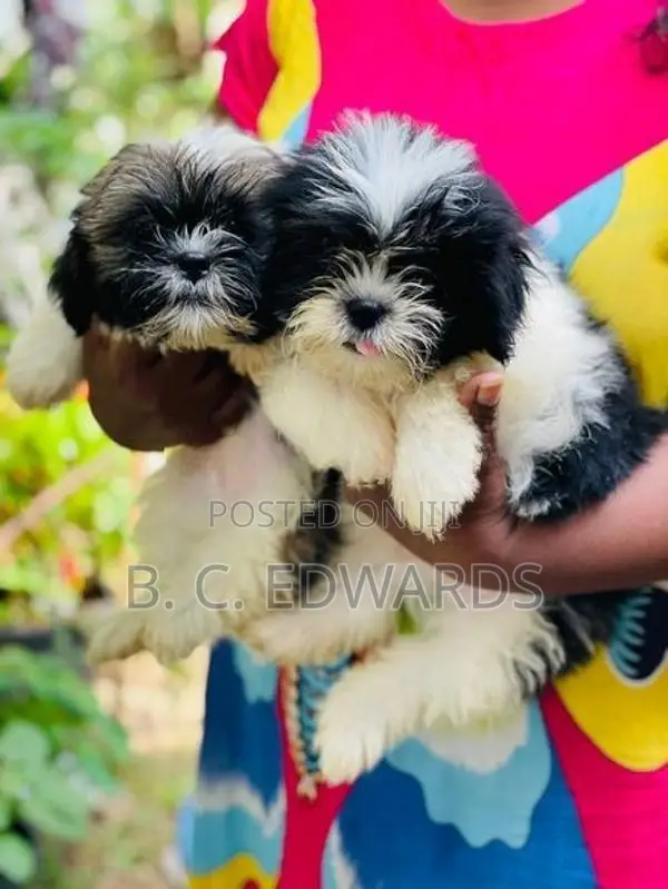Shih Tzu Puppies