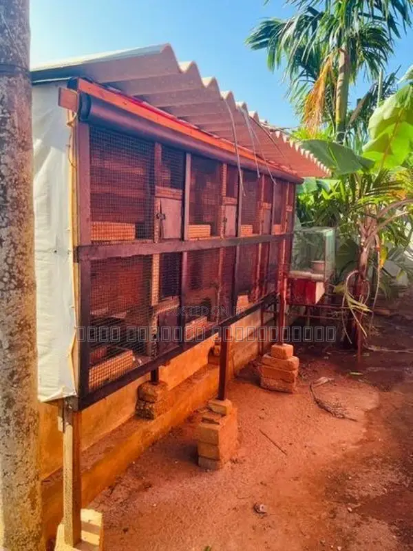 Pigeon Cage