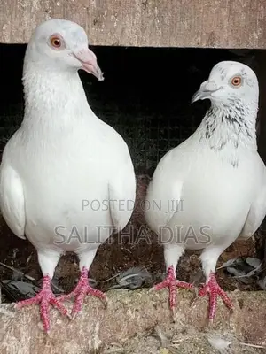 Pigeons