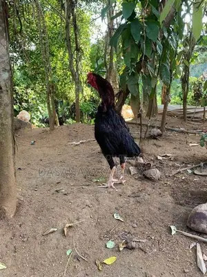 Farm Hens