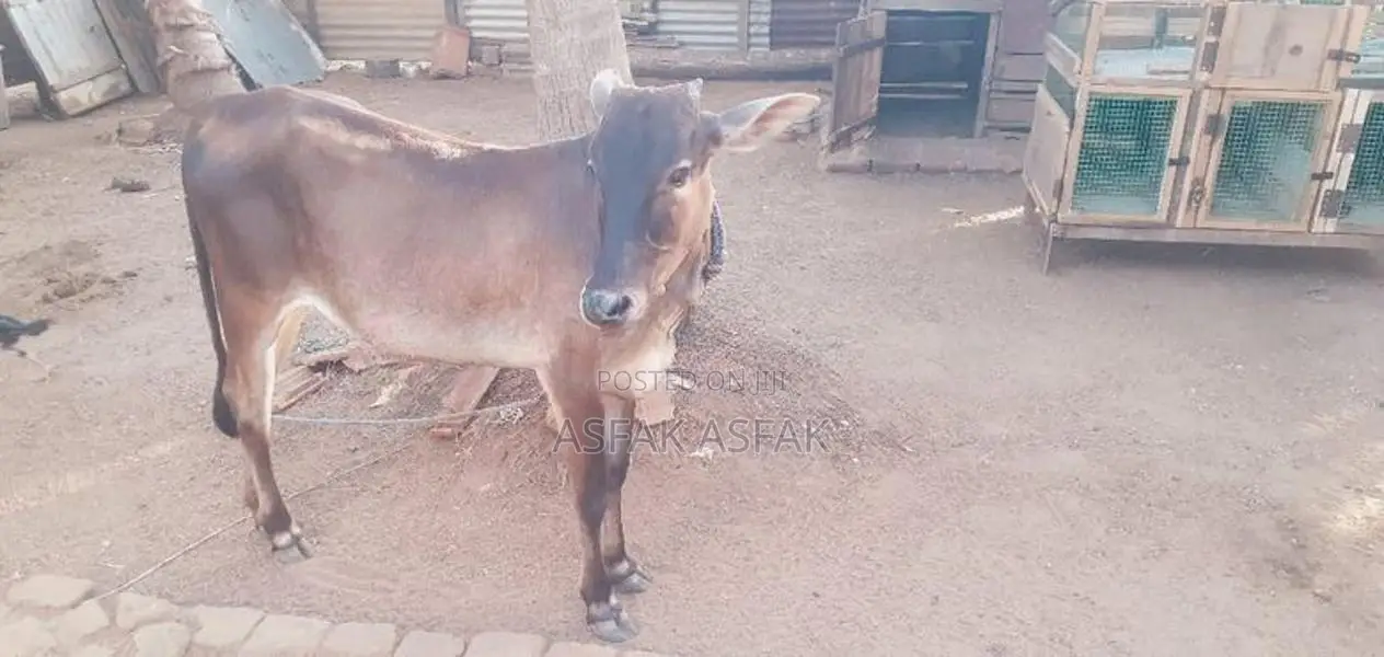 Farm Cows