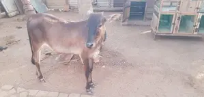 Farm Cows