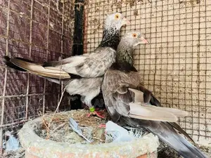Pigeons