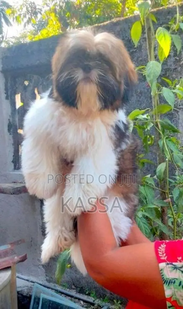 Shih Tzu Puppies