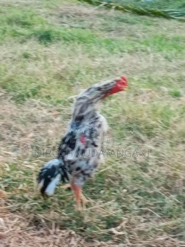 ශාමො කුකුලෙක්