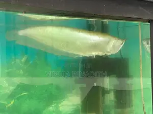 Arowana