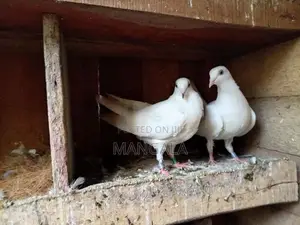 Pigeons