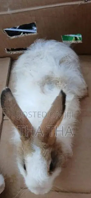Angora Rabbit