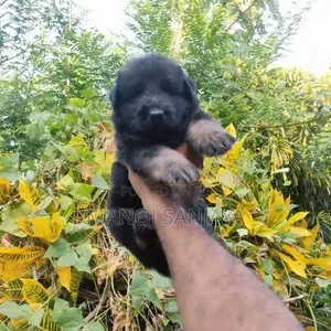 German Shepherd Long Coat Puppy