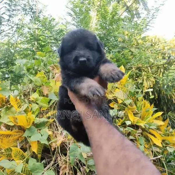 German Shepherd Long Coat Puppy