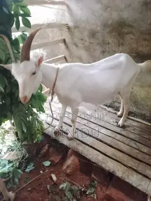 Sanan goat