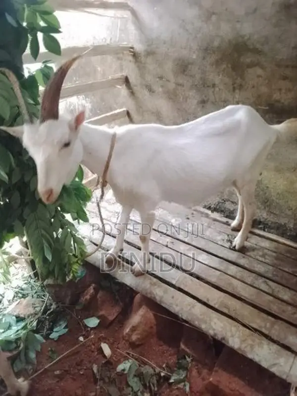 Sanan goat