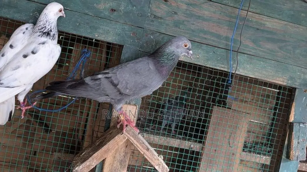 Pigeon
