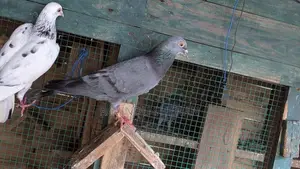 Pigeon