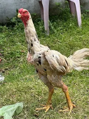Rooster