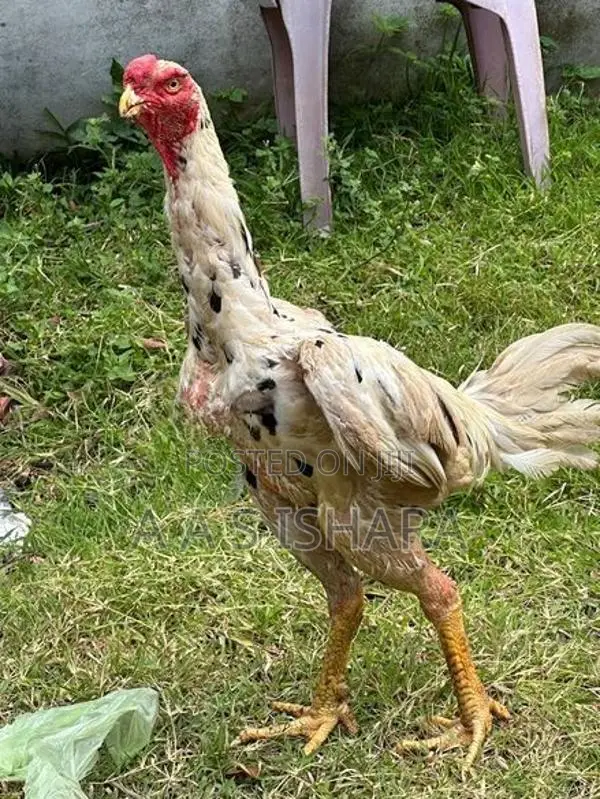 Rooster
