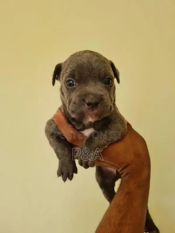 American Bully Puppy