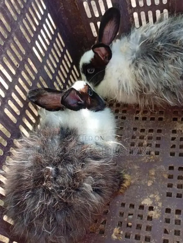 Angora හාවන්