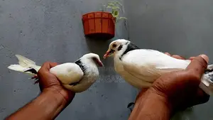 Pigeons