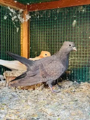 Balance belty pigeons